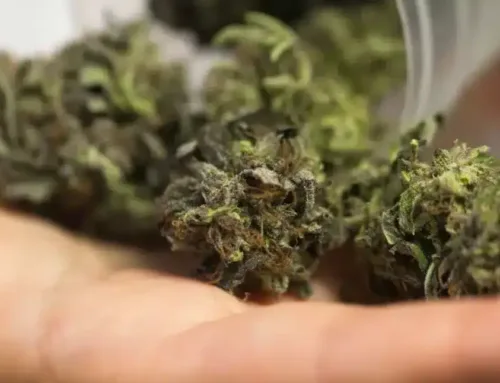 The Ultimate Beginner’s Guide to Cannabis – Find the Perfect Product for You!
