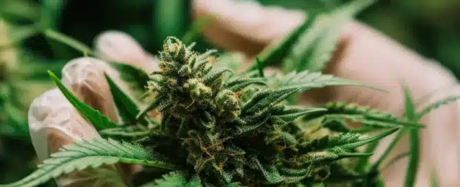 What Makes Elevate Weed Dispensary the _1 Destination for Top-Shelf Cannabis_