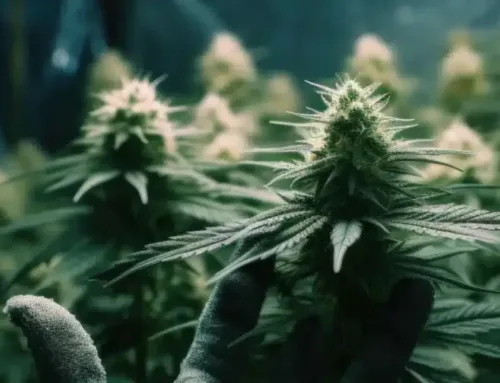Why The Healing Center Weed Dispensary is the #1 Trusted Choice for Premium Cannabis in California