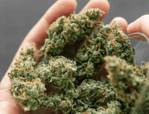 Why The Healing Center Is the Go-To Dispensary Near Me for Weed Stores in California