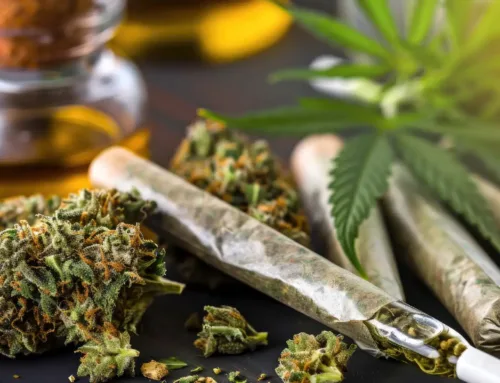 Back-to-School Stress? How Cannabis Can Help You Relax and Focus