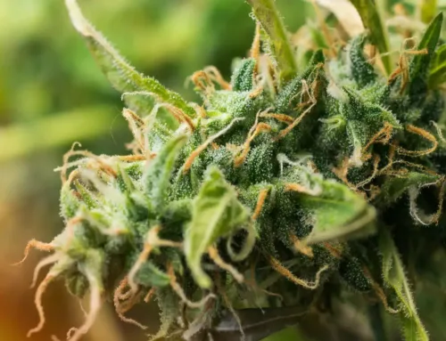 The Science Behind Terpenes: How They Affect Your Cannabis Experience