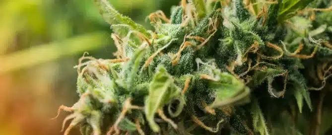 The Science Behind Terpenes_ How They Affect Your Cannabis Experience