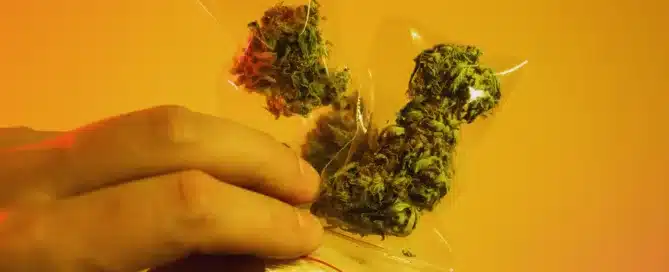 New Year_ New Routine_ Resetting Your Cannabis Use in January